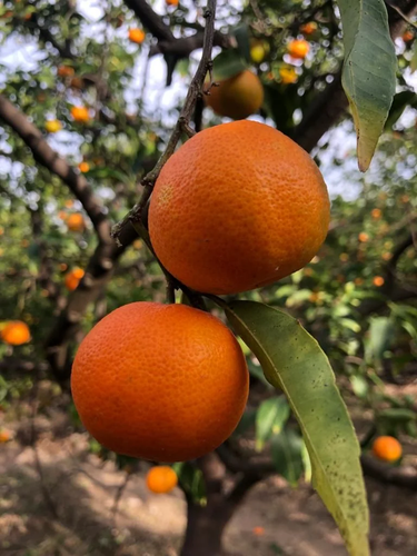 SIDON: A CITY WITH A CITRUS AROMA